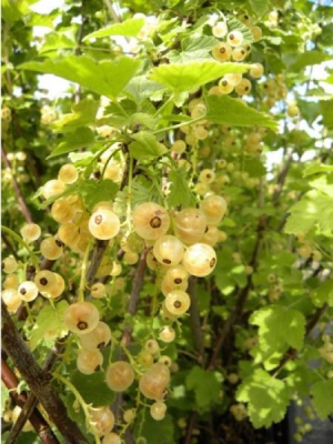 Ribes Vulgare Versaillaise blanche
Groseillier blanc