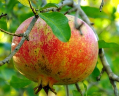 Punica granatum Fina Tendral
Grenadier à gros fruit