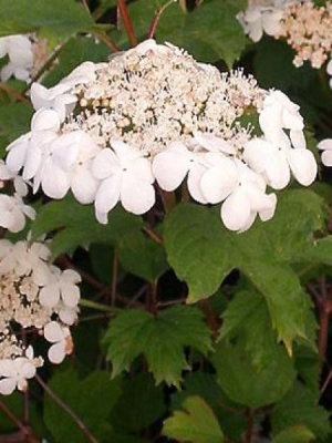 Viburnum opulus
Viorne obier