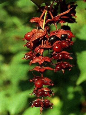 Leycesteria formosa
Arbre aux Faisans