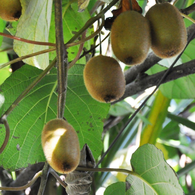 Actinidia déliciosa Tomuri