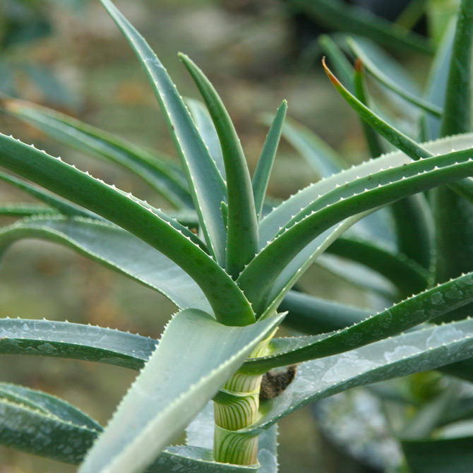 Aloe Striatula