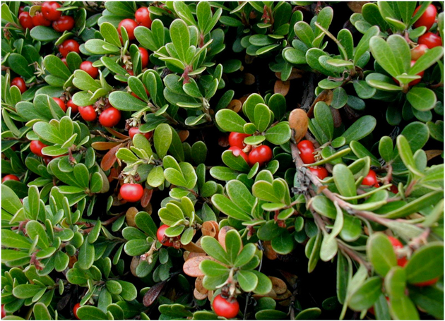 Arctostaphylos Uva Ursi