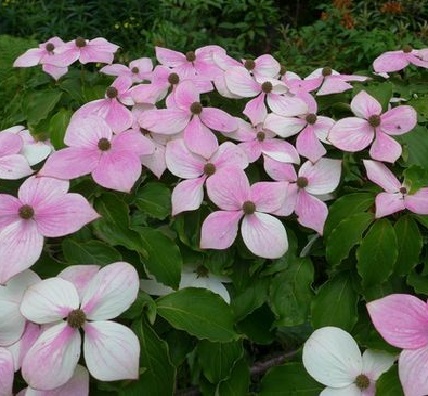 Cornus kousa Blooming Pink Tetra