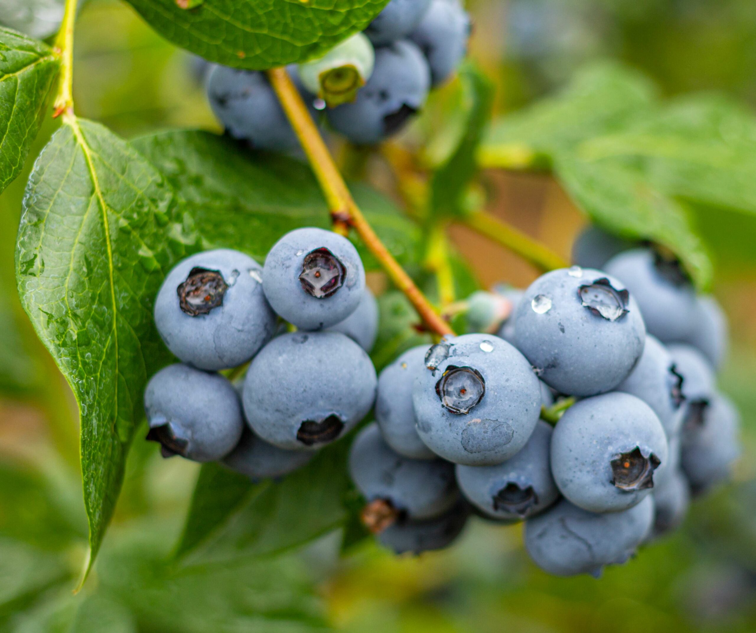 Vaccinium Corymbosum Hardy Blue