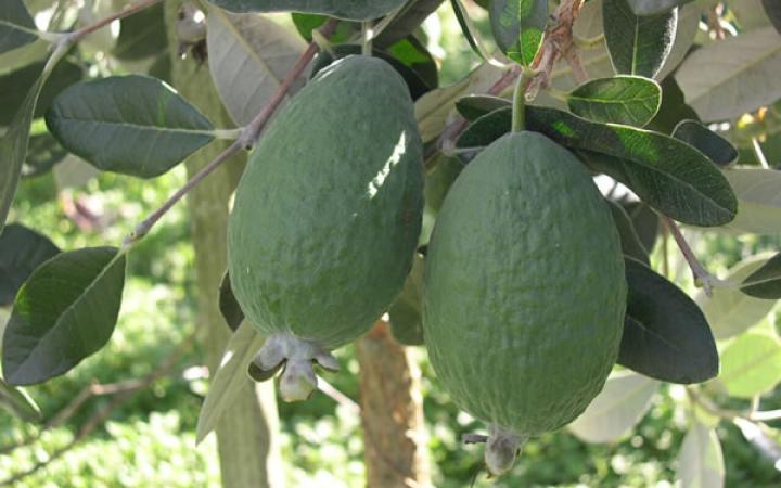 Feijoa Sellowiana Triumph