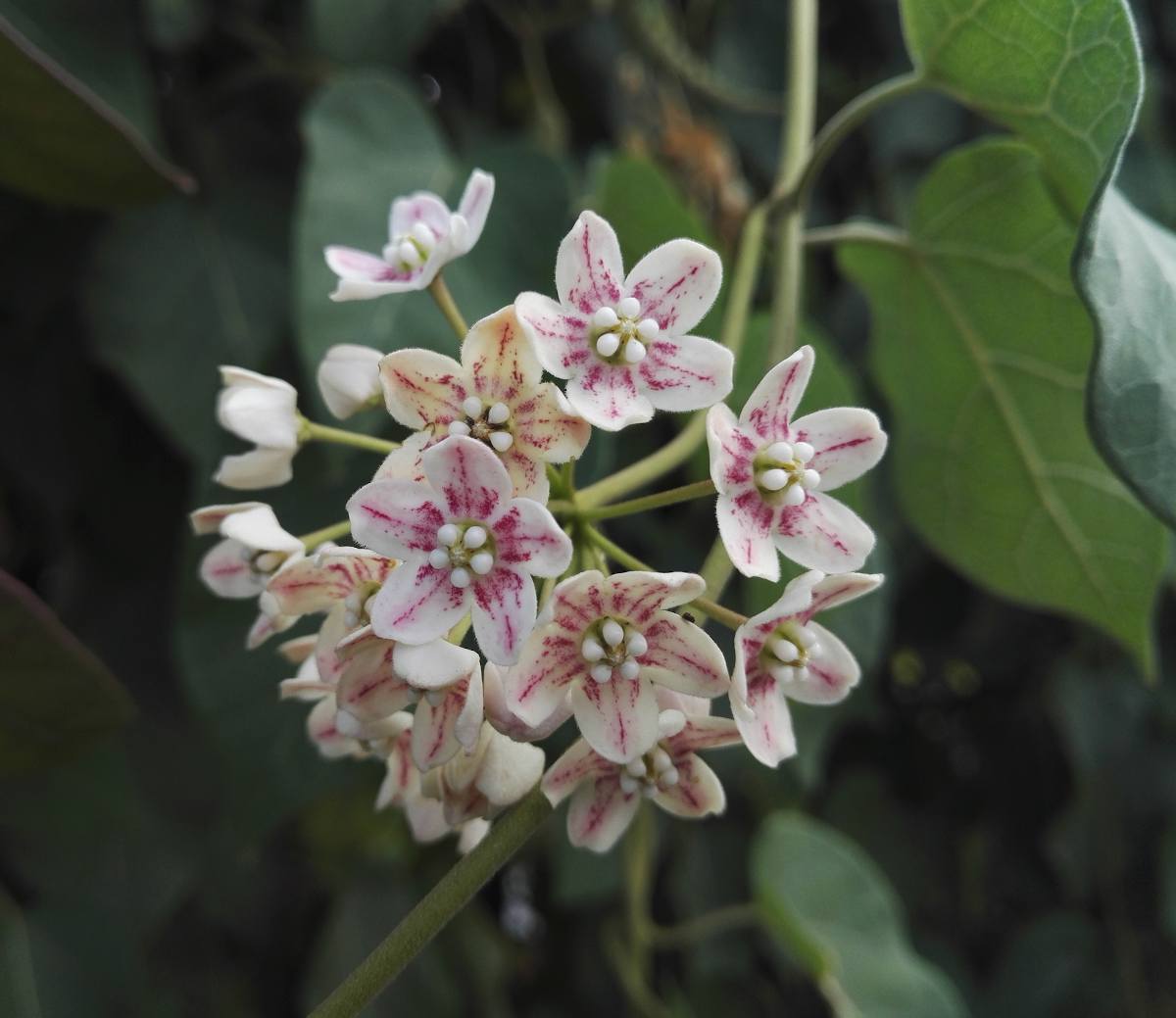 Wattakaka sinensis