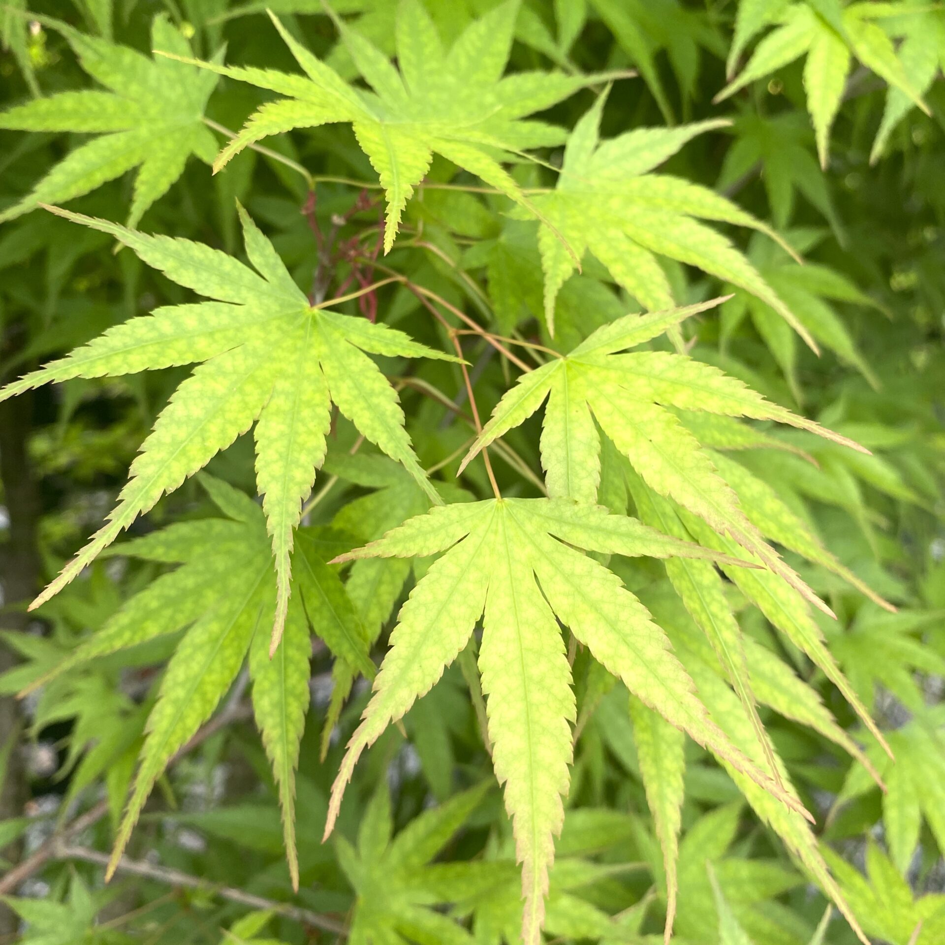 Acer Palmatum Arakawa