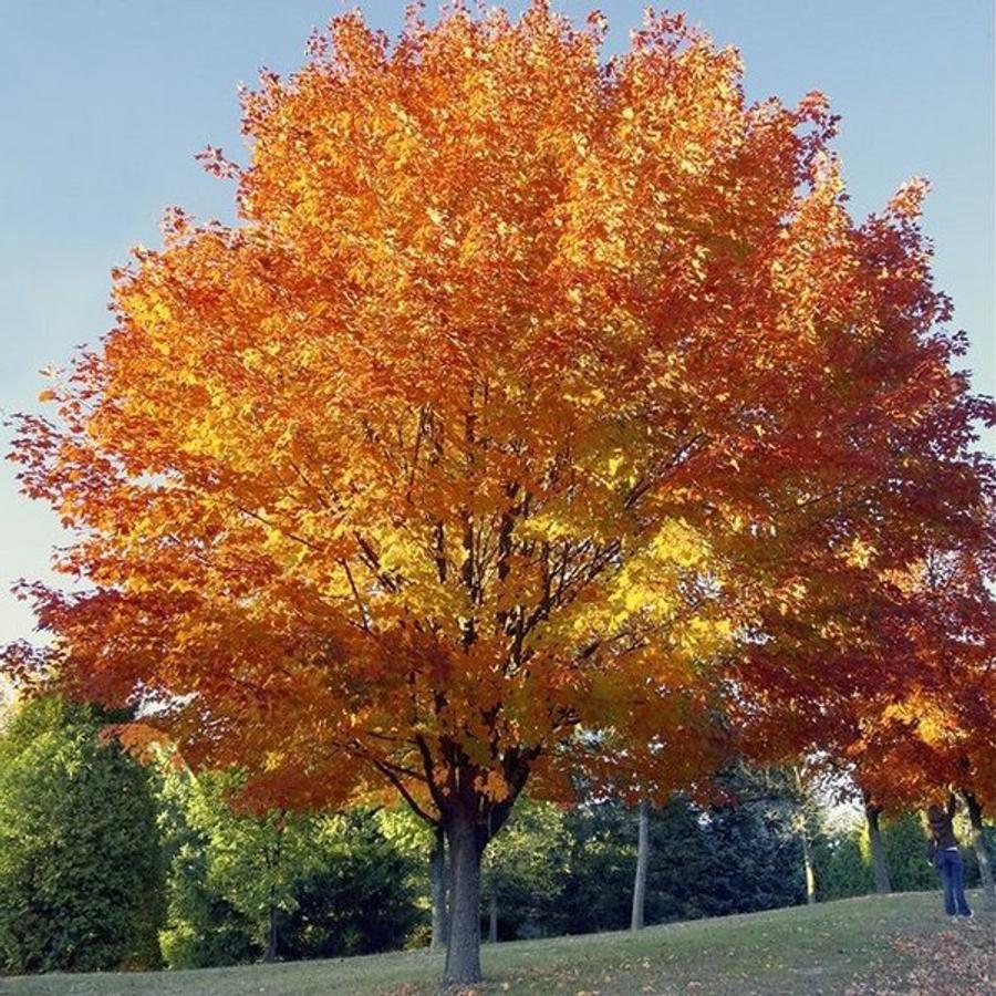 Acer cappadocicum Rubrum