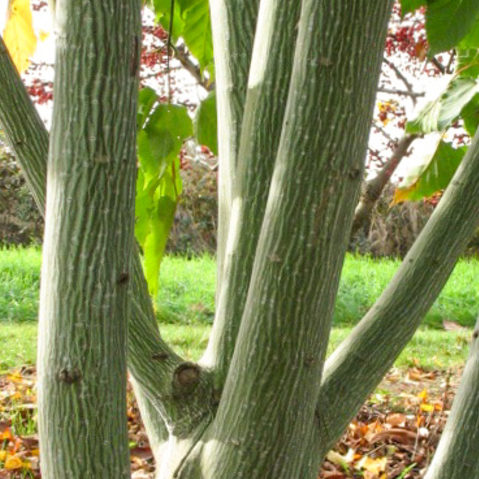 Acer davidii Viper