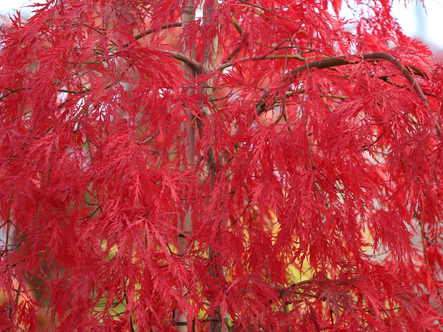 Acer palmatum dissectum Inaba-Shidare