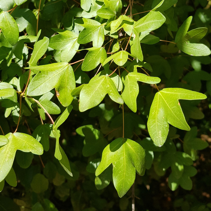 Acer monspessulanum