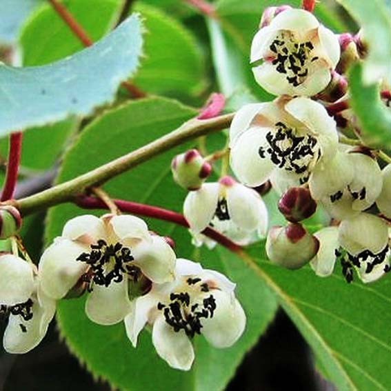 Actinidia Arguta Weiki Mâle