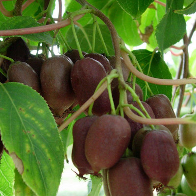 Actinidia Arguta Scarlet September