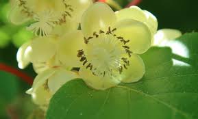 Actinidia Arguta Weima Mâle