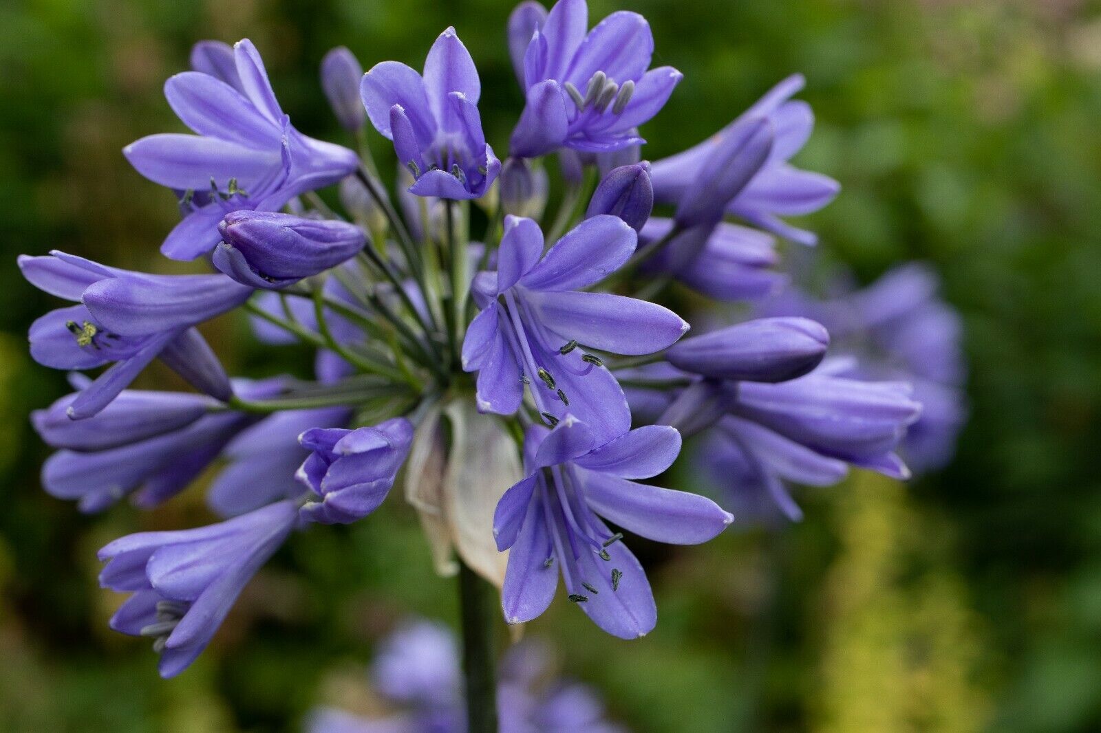 Agapanthe Ever Sapphire