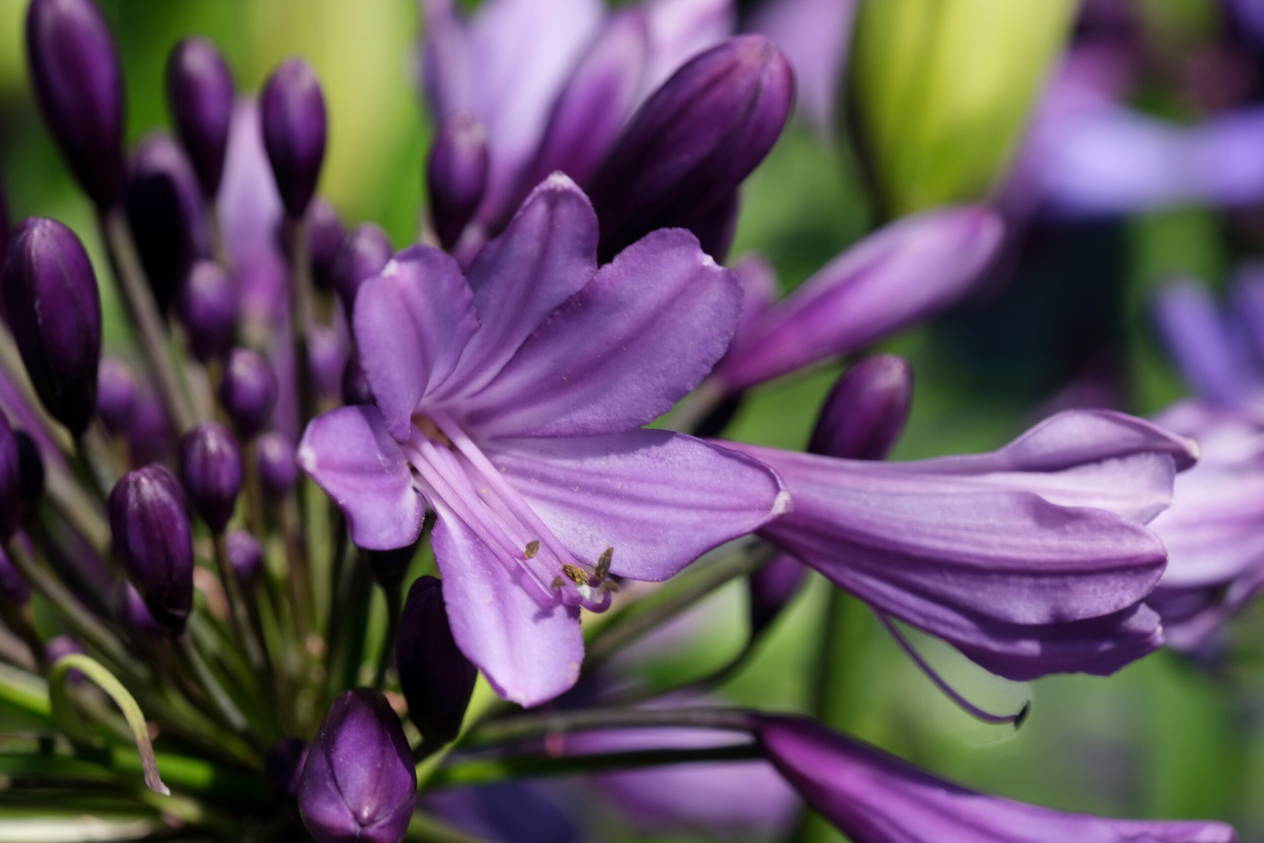 Agapanthe Poppin Purple