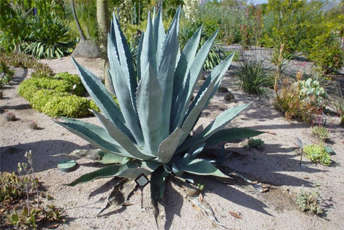 Agave Americana