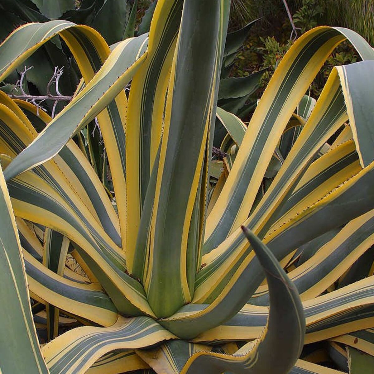 Agave Americana Variegata