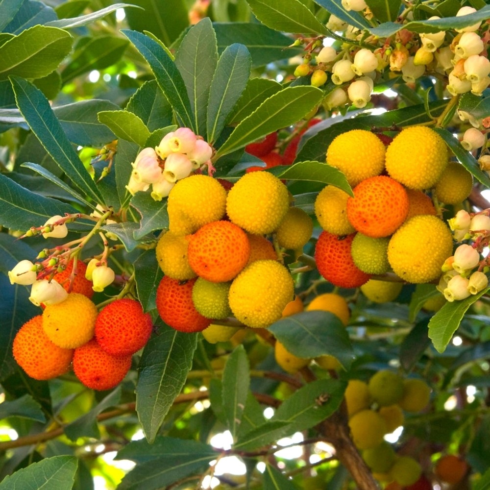 Arbutus Unedo Mercurius Bocarm