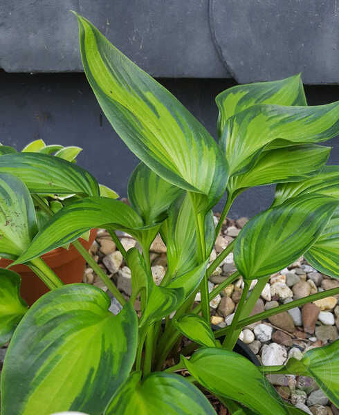 Hosta Ayesha