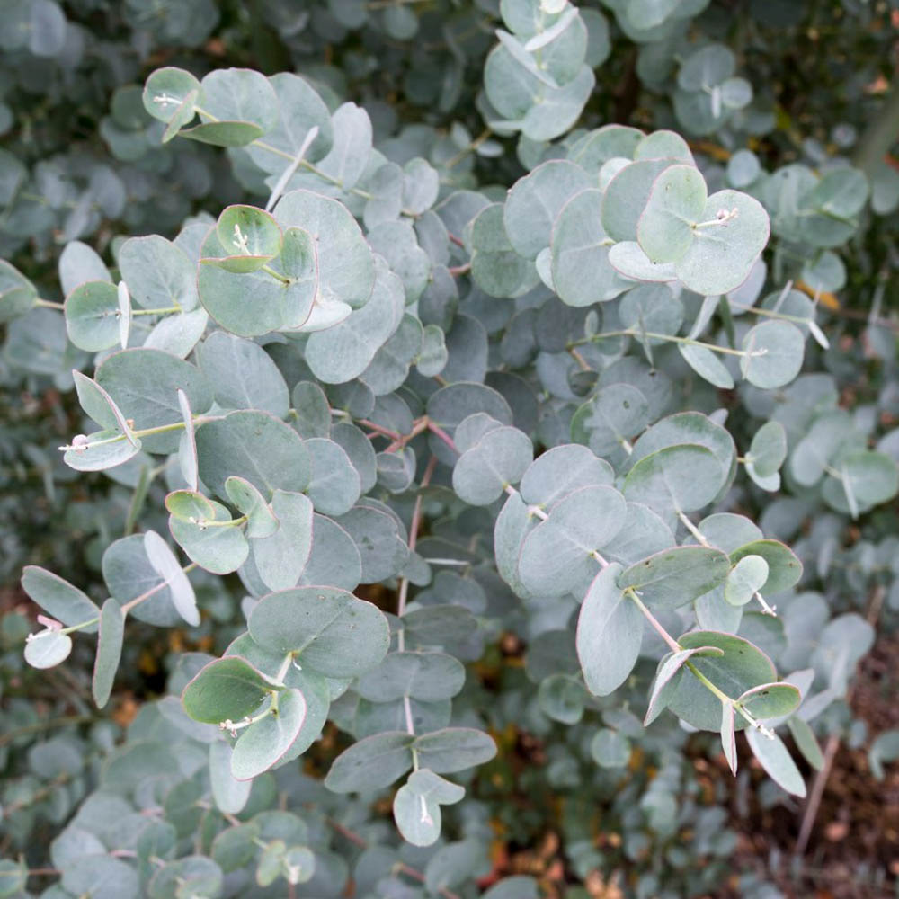 Eucalyptus gunnii Azura