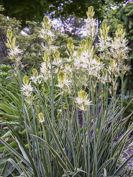 Camassia leichtlinii Sacajawea