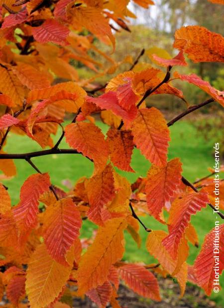 Carpinus Orange Retz