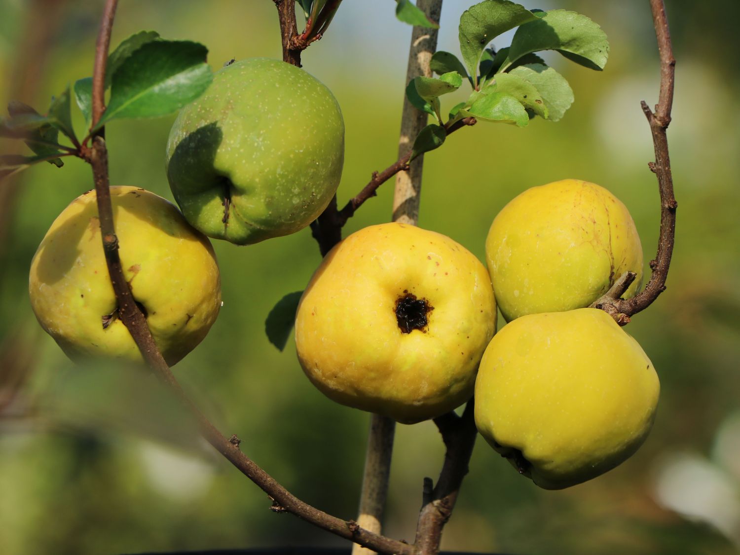 Chaenomeles japonica Cido 