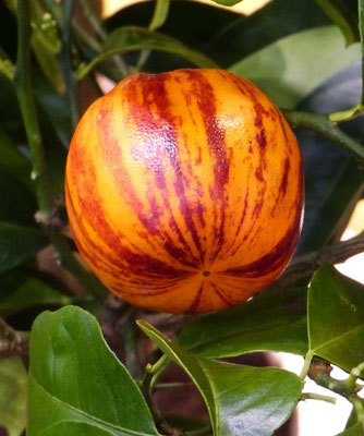 Citrus Meyeri Sanguinero