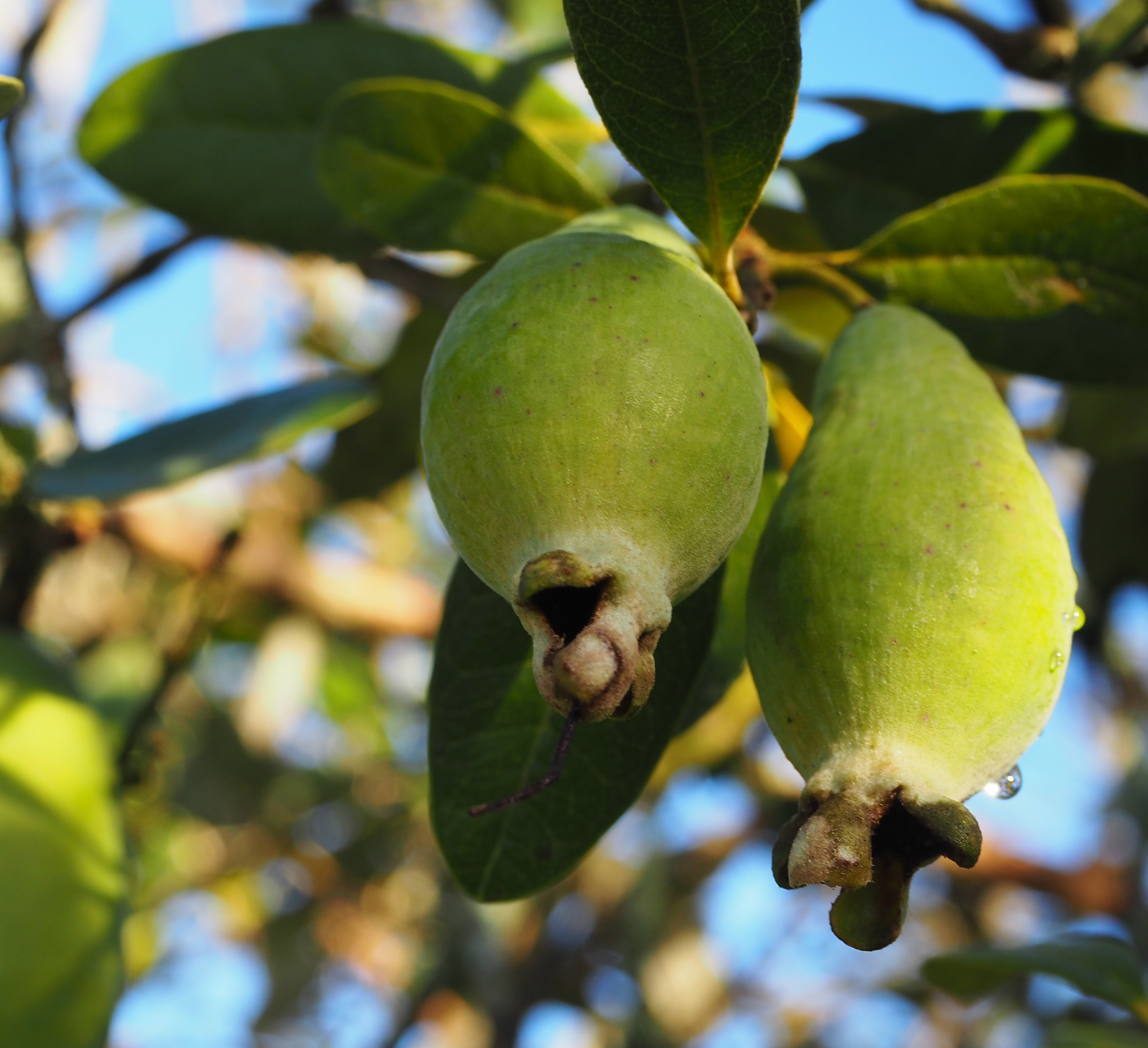 Feijoa Sellowiana Coolidge