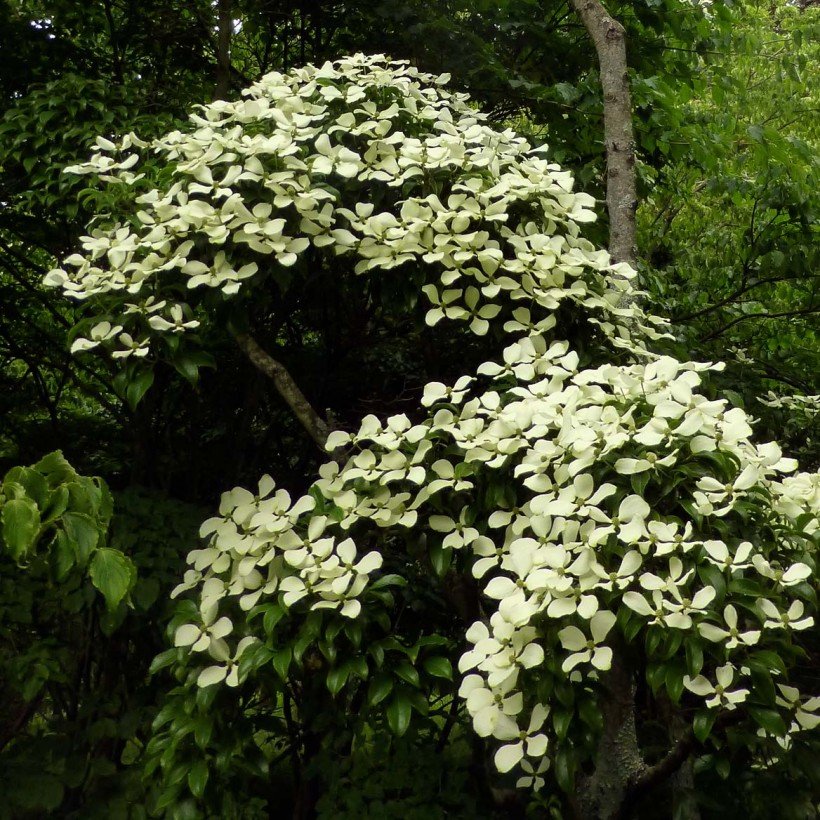 Cornus hongkongensis