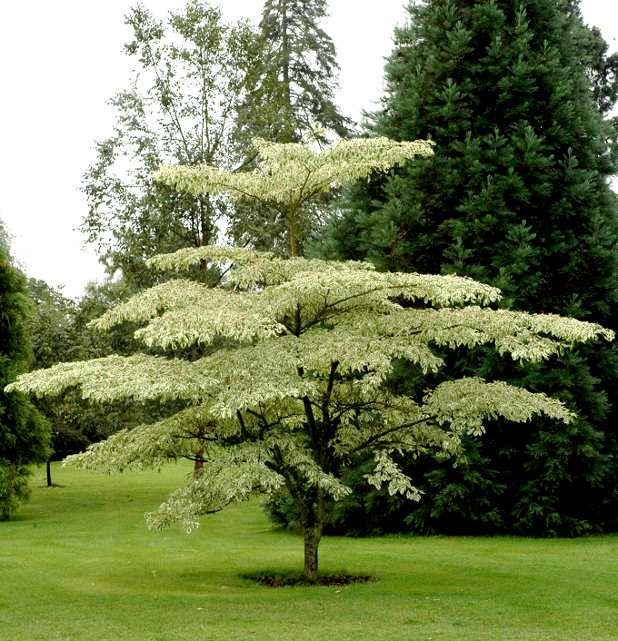 Cornus alternifolia Argentea