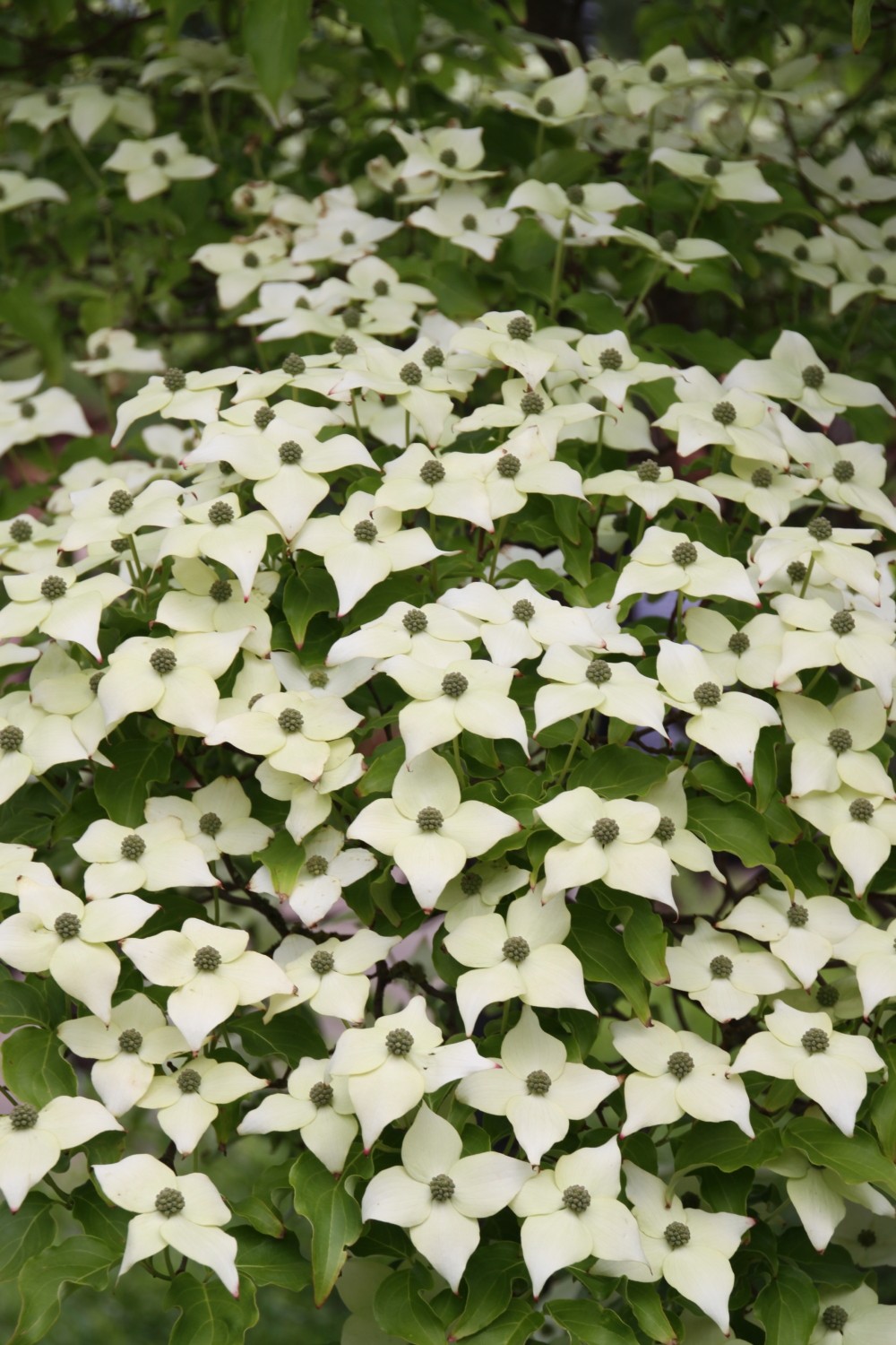 Cornus Kousa Milky Way