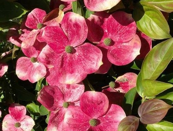 Cornus Kousa Soleil Rouge