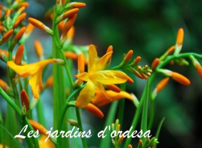 Crocosmia