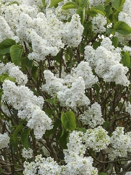 Syringa vulgaris Dentelle d\