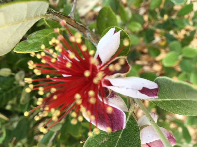 Feijoa sellowiana