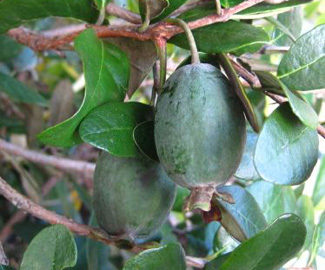 Feijoa Sellowiana Gemini