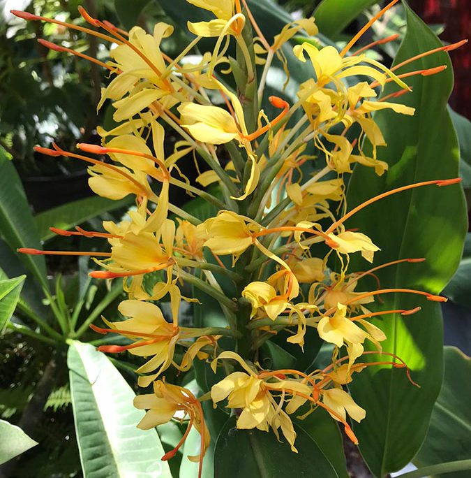 Hedychium gardnerianum