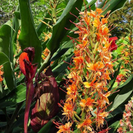 Hedychium coccineum Tara Orange