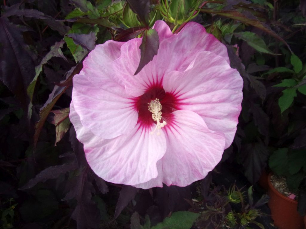 Hibiscus moscheutos Pink Candy