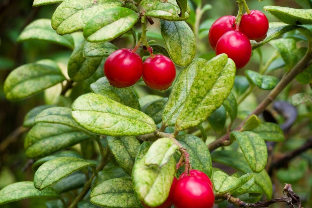 Vaccinium vitis-idaea Red Pearl