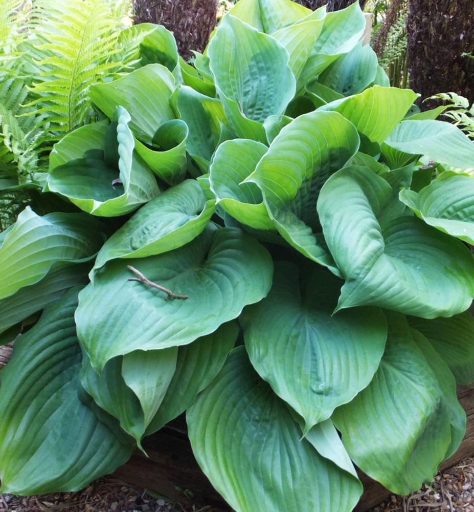 Hosta Jurassic Park