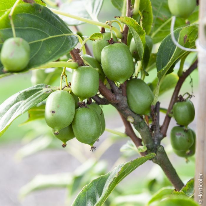 Actinidia Arguta Issaï