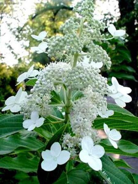 Hydrangea paniculata Kyushu