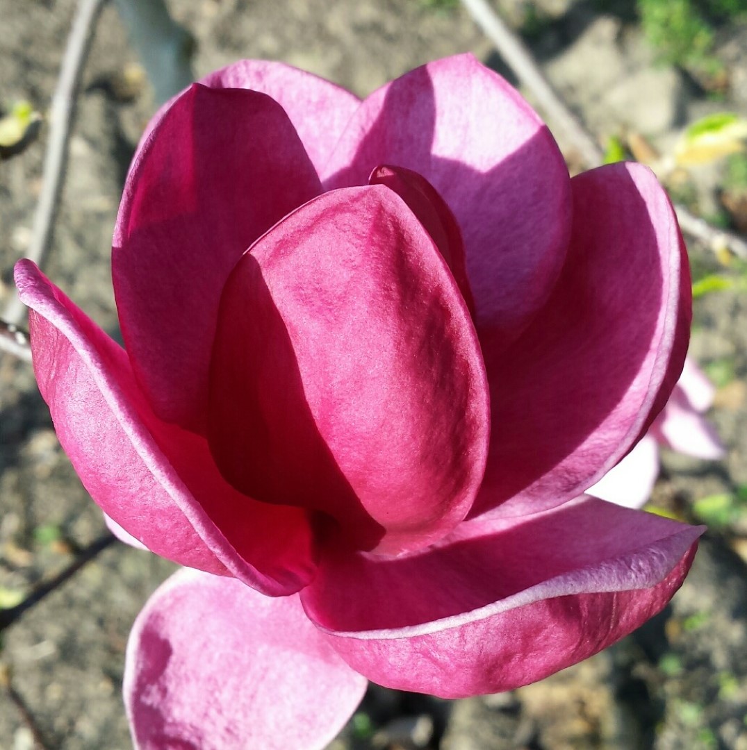 Magnolia Genie