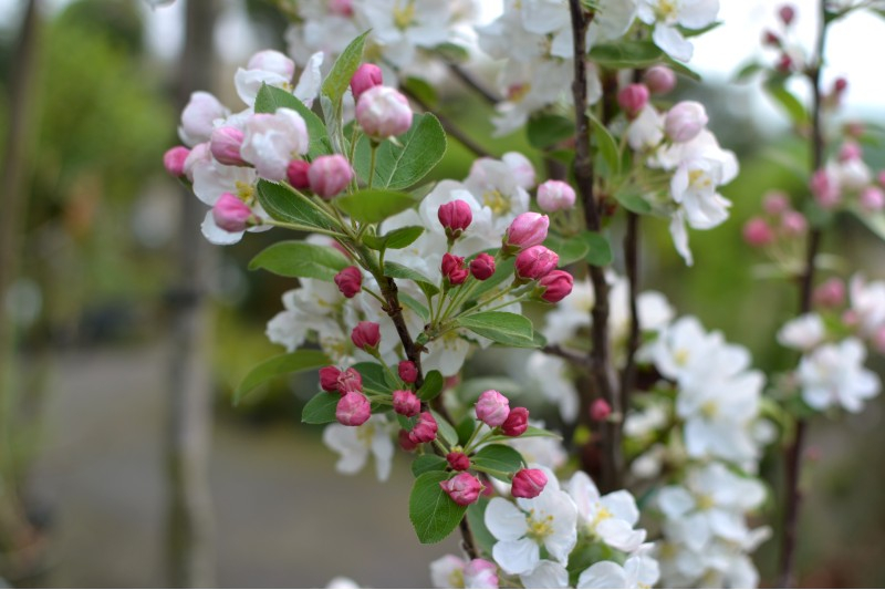 Malus Perpetu Evereste