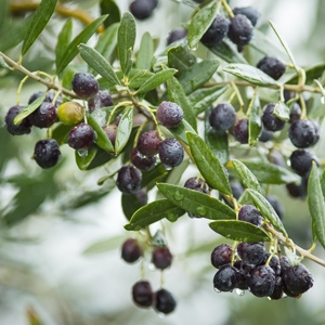 Olea Europea Cailletier 