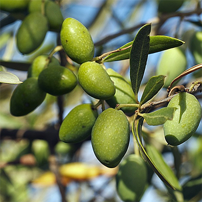 Olea Europea Picholine